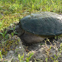 Common Snapping Turtle