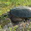 Common Snapping Turtle