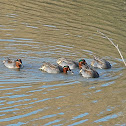 Eurasian Teal(Common Teal)