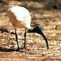 Black-headed Ibis