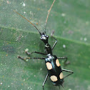 Ground Beetle