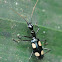 Ground Beetle