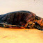Olive Ridley Sea Turtle