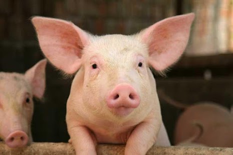 How to download Farm Animals 31.0 apk for pc