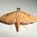 Crambid moth
