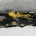 Toche - Tiger Rat Snake - Tropical Rat Snake