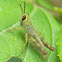 grasshopper