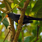 Grosbeak starling