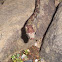 Blunt-Headed Tree Snake