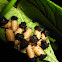 Larvas de escarabajo