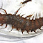 Hellgrammite (Dobsonfly -Larval Stage)