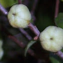 Manzanita
