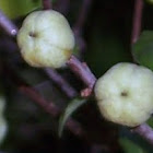 Manzanita