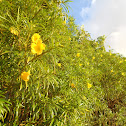 Oleander