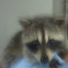   Procyon lotor