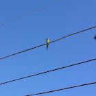 Nanday Parakeet