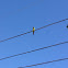 Nanday Parakeet