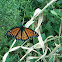 Viceroy