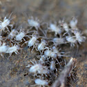 Cricket nymphs
