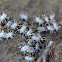 Cricket nymphs