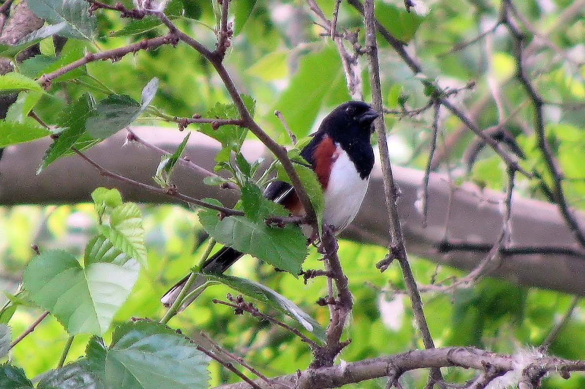 Eastern Towhee