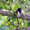 Eastern Towhee