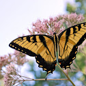 Eastern Tiger Swallowtail Butterfly