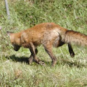 red fox