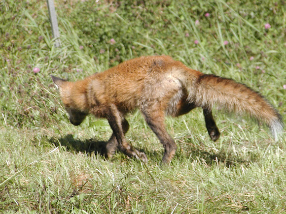 Spotting Image 1