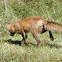 red fox