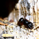 Boreal Carpenter Ant
