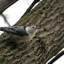 White-breasted Nuthatch