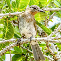 Philippine Bulbul