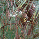 Common Wood-nymph