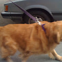 Golden retrevier