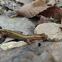 Longtail salamander