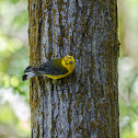 Prothonotary Warbler
