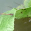 Large Red Damselfly