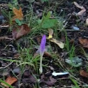 Crocus