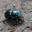 Dor beetles / Mistkäfer