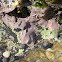encrusting coralline alga