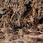 Southern Wood Ant