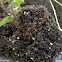 ants
