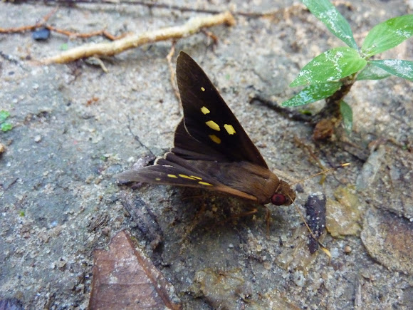 Spotting Image 1