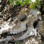 Mule deer skull/ Doe