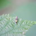 Chamber's Cosmopterix