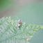 Chamber's Cosmopterix