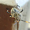 Poecilometis strigatus