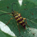 Banded Longhorn Beetle