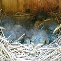 Eastern bluebird (box #6, brood 1)
